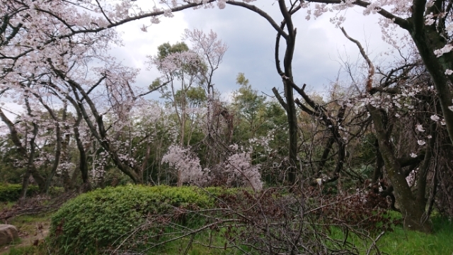 服部緑地の ど根性桜 超穴場紹介 関西大人の遠足